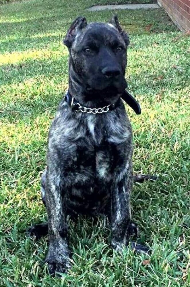 BEARCLAW'S BAGHEERA 1