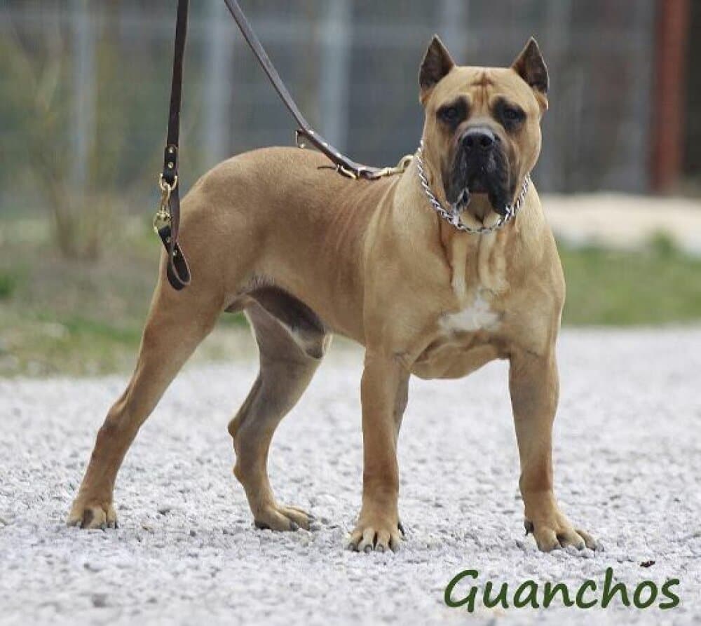 LEONIDAS DE GUADALCAN 1