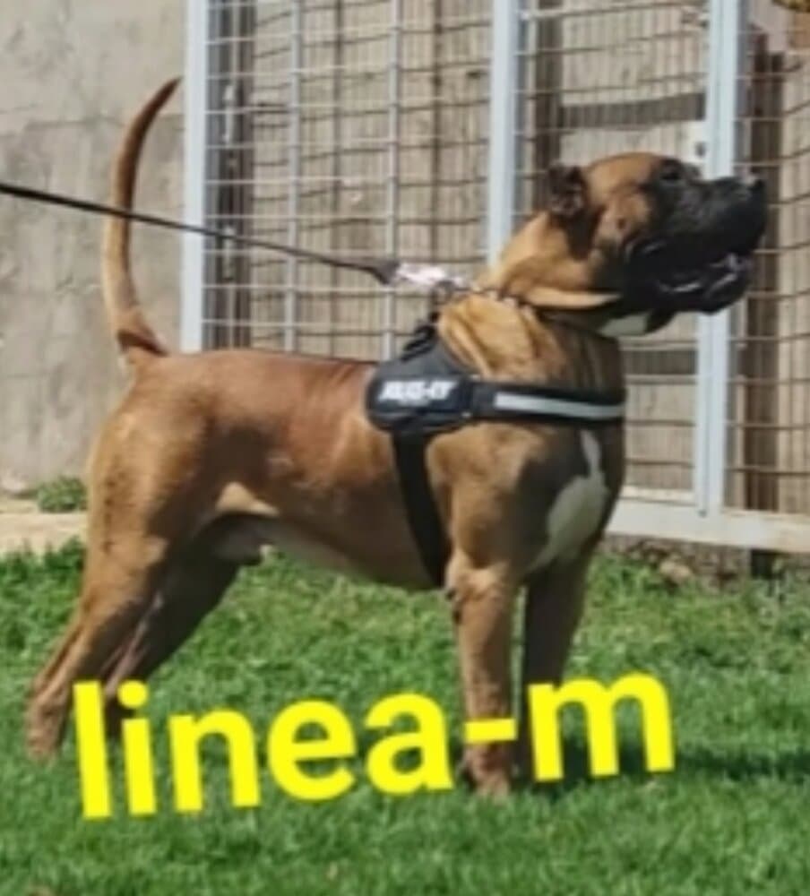 TIñOR DE LINEAM 1