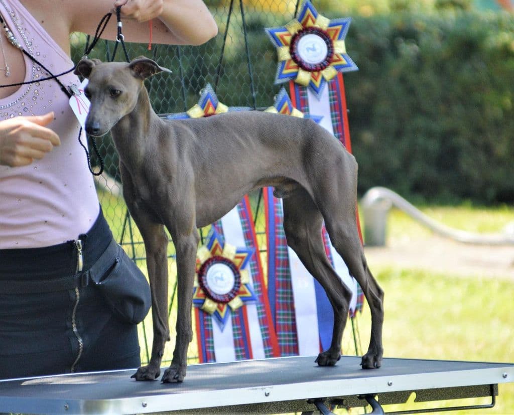 Kelvin Feritte Bugsy 1