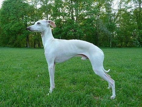 Vetpet Dangelo 1