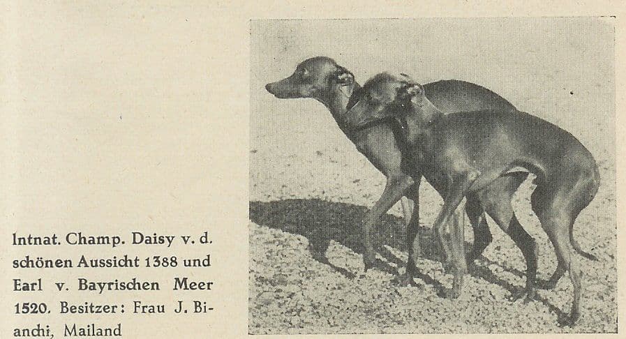 Earl Vom Bayerischen Meer 1
