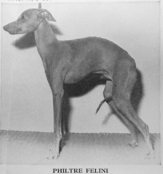 Philtre Felini 1