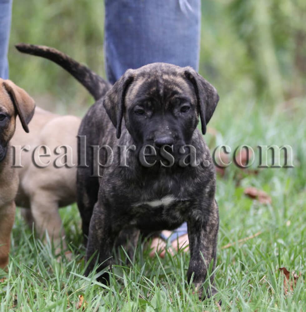 ZOIE GREEN DE CABEZA GRANDE 1