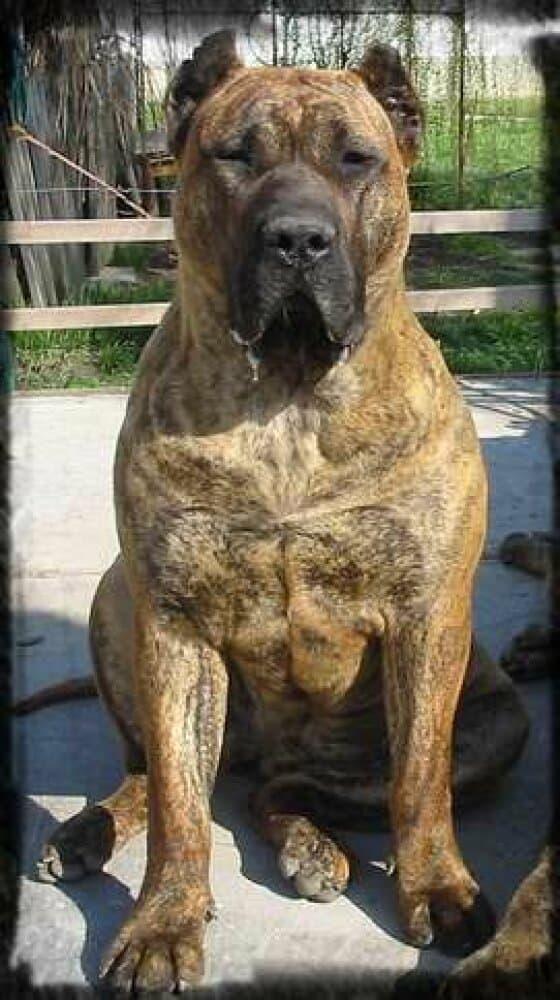 VESPER BALUARTE DE LOS PERROS 1