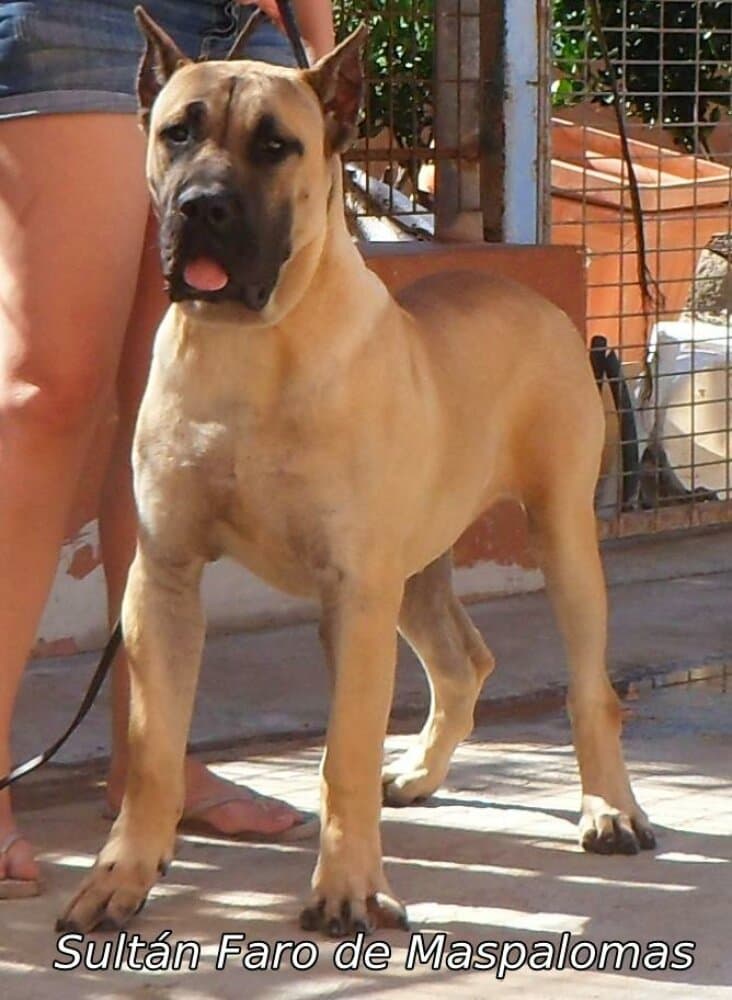 SULTAN FARO DE MASPALOMAS 1