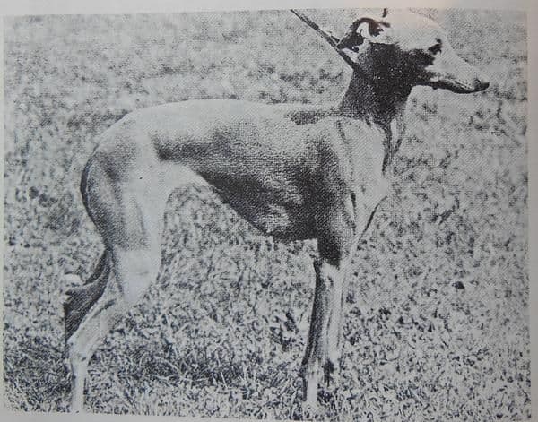 Ida 1