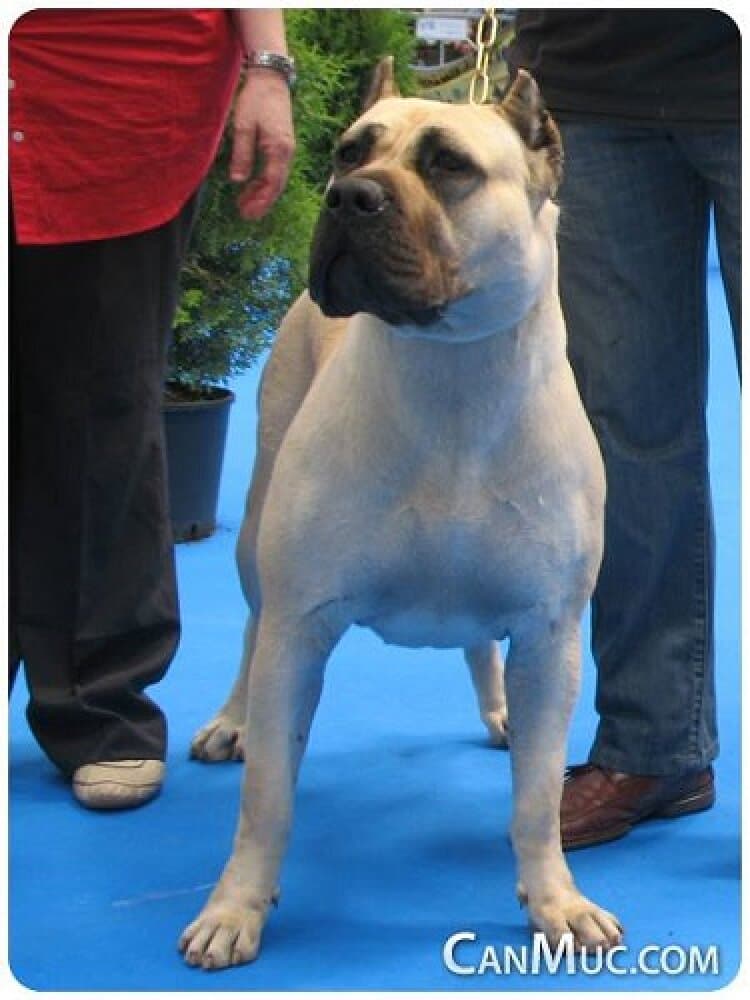 OLIVIA II DE CANMUC 1