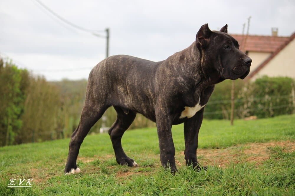 FAKO BULLSARA DEL PEMBA 1