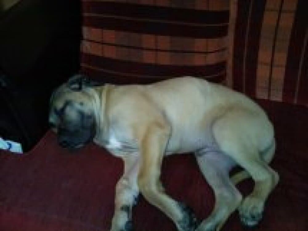 EL PACO DE ROYAL PRESA 1