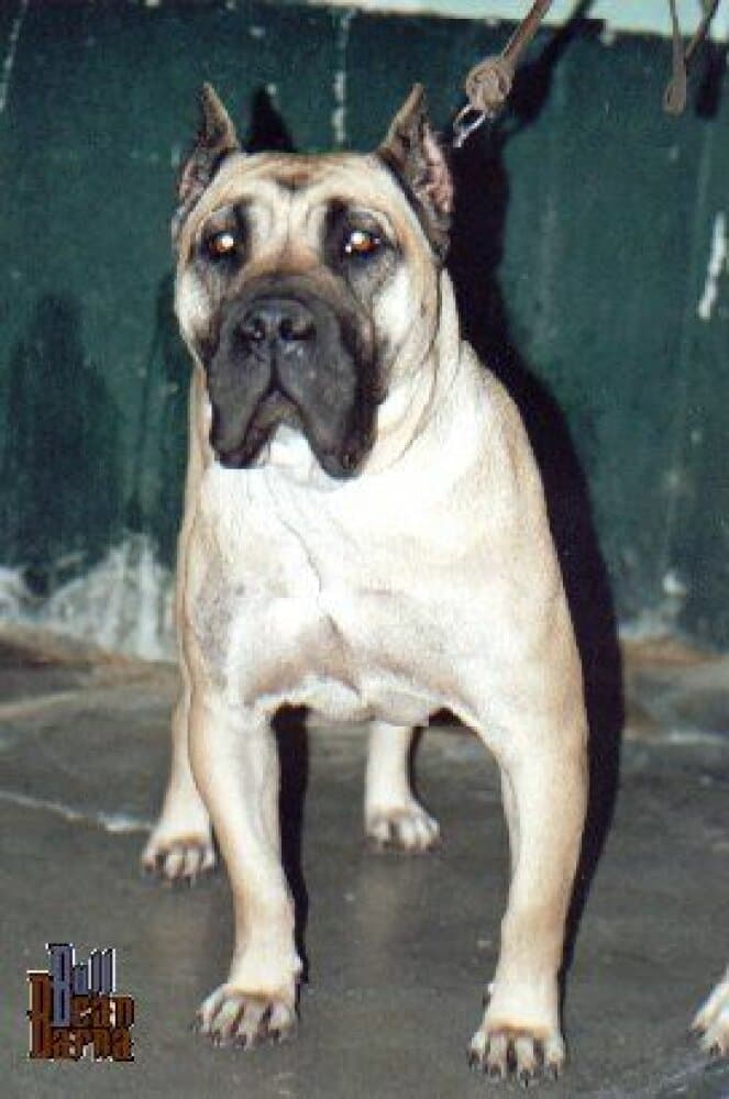 IRAIRA DE BARNACAN BULL 1