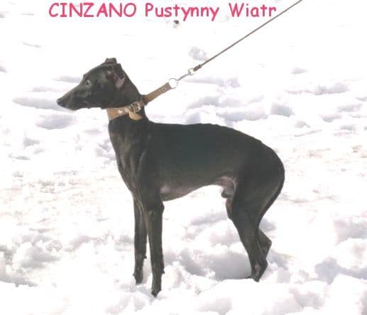 Cinzano Pustynny Wiatr 1