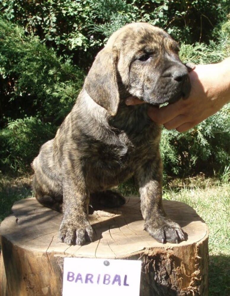 BARIBAL ALFA FAMILY DOG 1