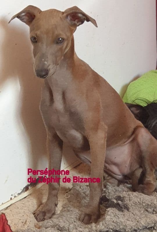 Persephone Du Zéphyr De Bizance 1