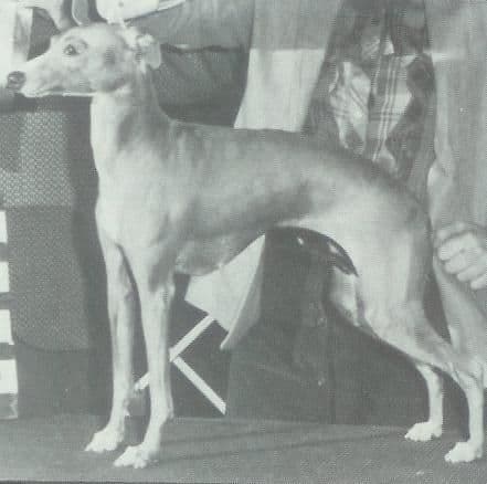 Karmalayne's Blubelle 1
