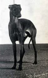Lucky Luciano Des Trois Pyramides 1