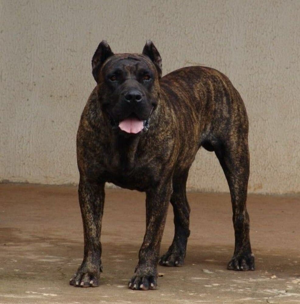IGOR DE BARNACAN BULL 1