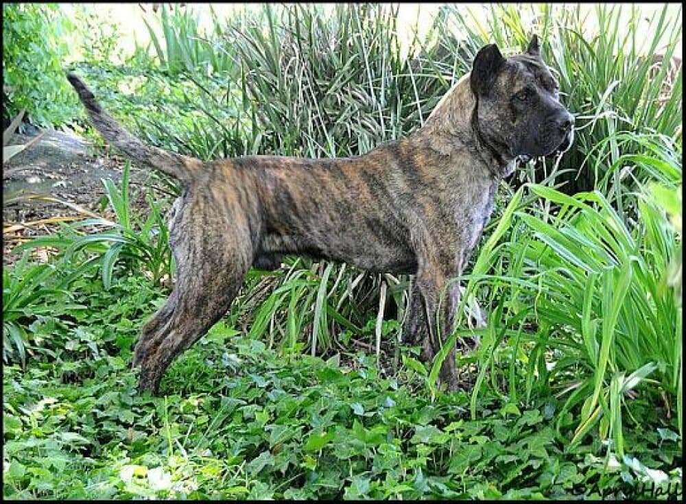 OAKLEAF'S NIKO DE IRON PRESS KENNEL 1
