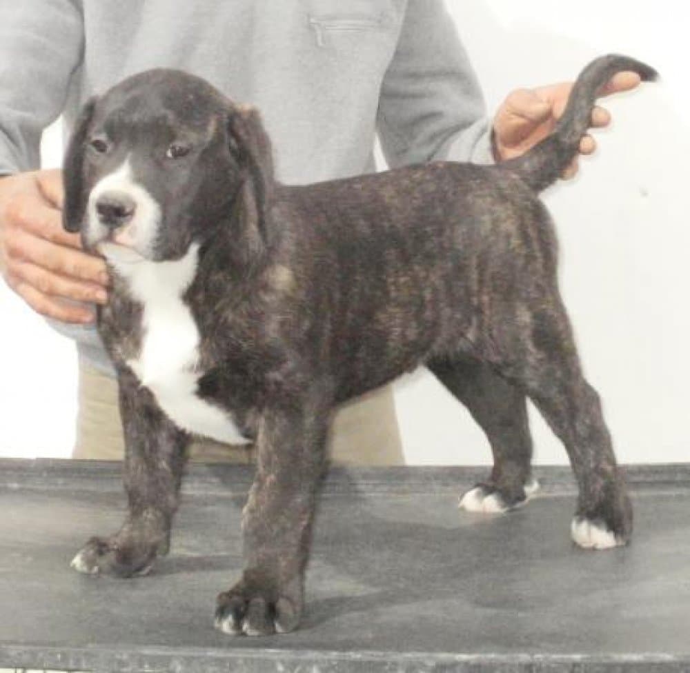 KAMIKADZEE DI DRAGO CANARIO 1