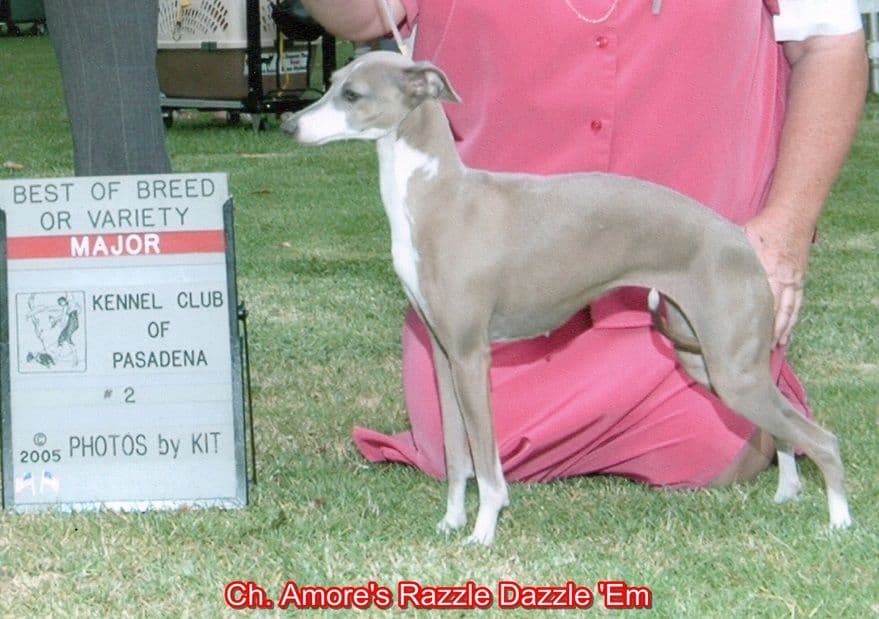 Amore's Razzle Dazzle'Em 1