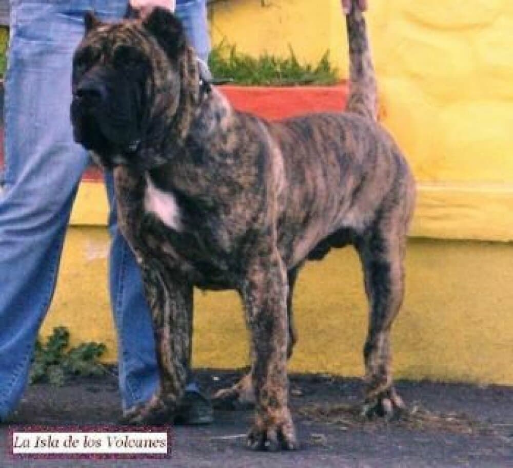AIGOR DE CASA DEL PRESA 1