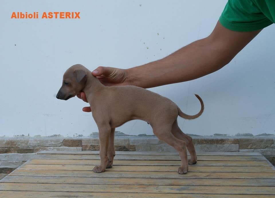Albioli Asterix 1