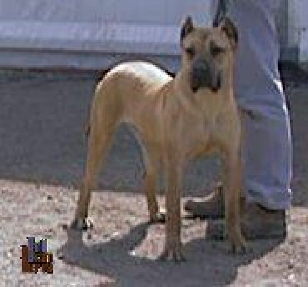 ESTRELLA DE CASA VILALTA 1