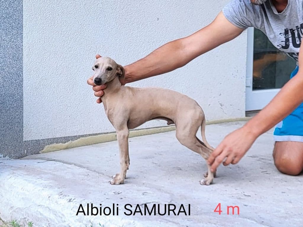 Albioli Samurai 1