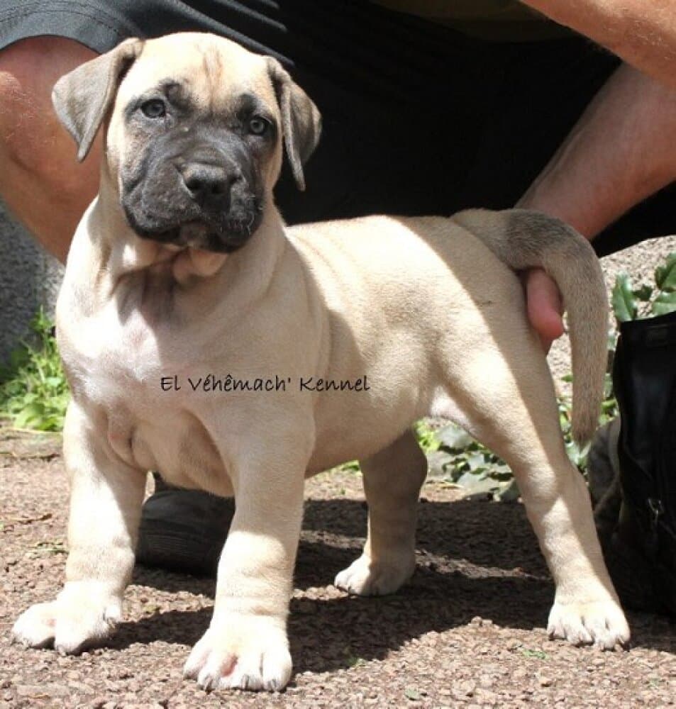 EL VEHEMACH JOSEPHINE 1