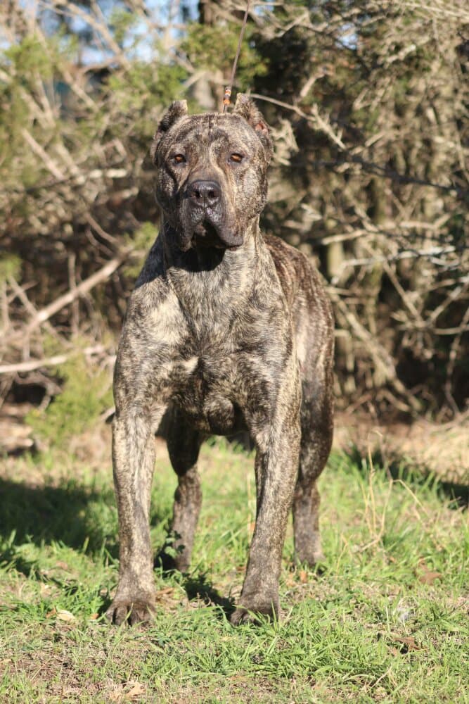 HANNIBAL DE KNOCKOUT PRESA 1