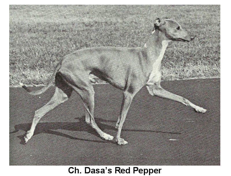 Dasa's Red Pepper 1