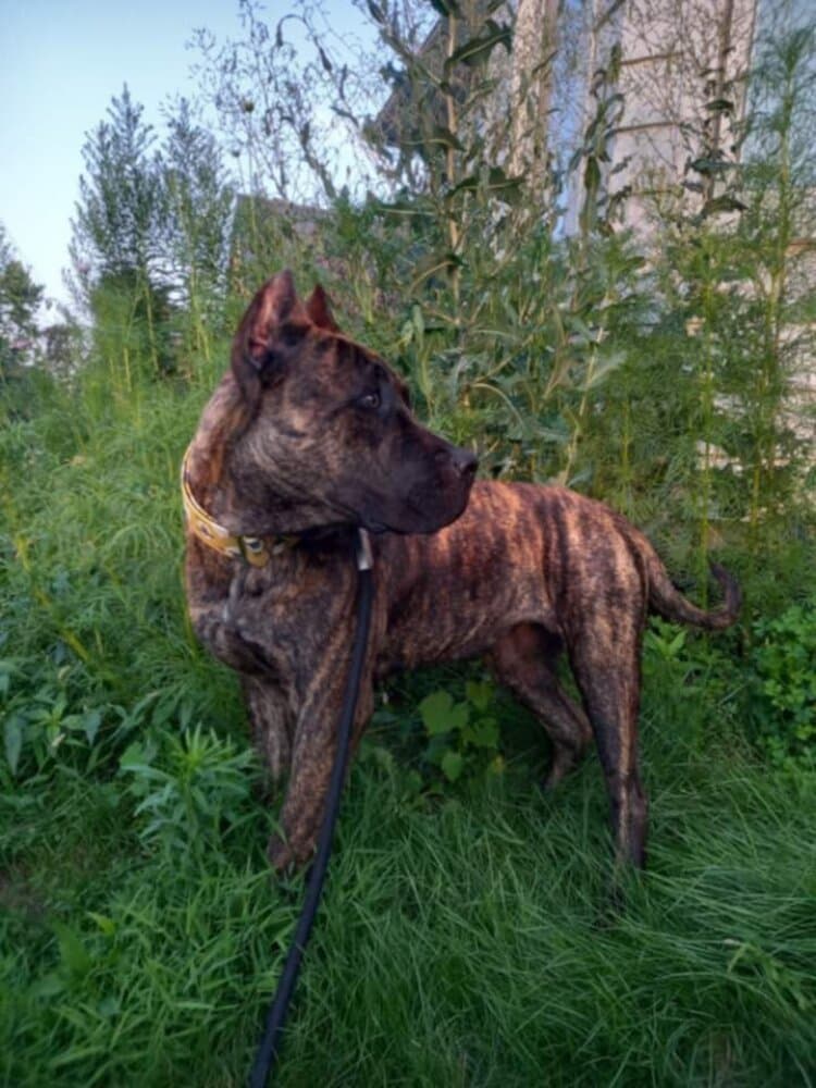 CRETACEOUS POTATO OF PROPER K9 1