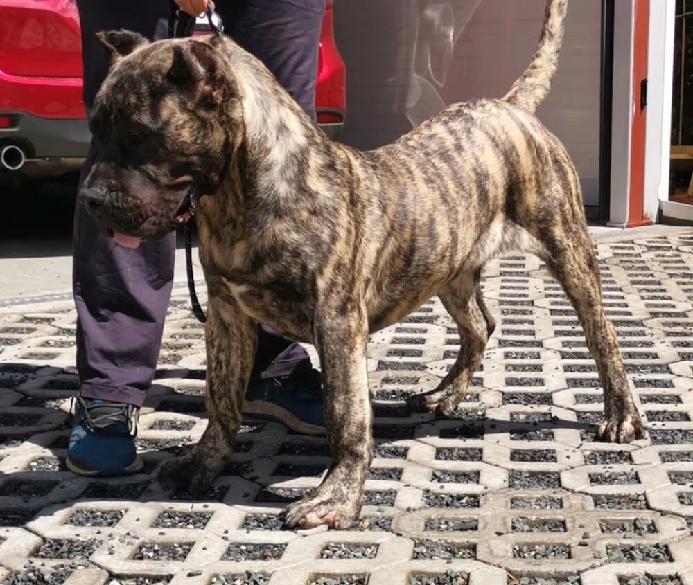 SULTAN EL AUTENTICO CANARIO 1
