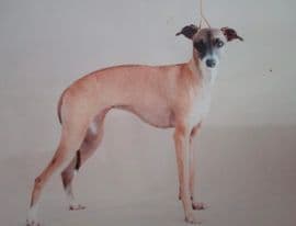 Jemma Of Romari 1