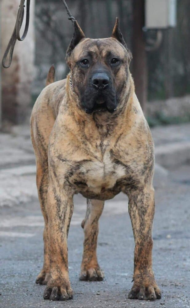 BELINGO DE TRIGOVIEJO 1