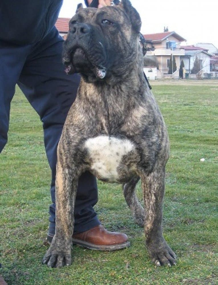 LOBO DE SPALATO BULL 1