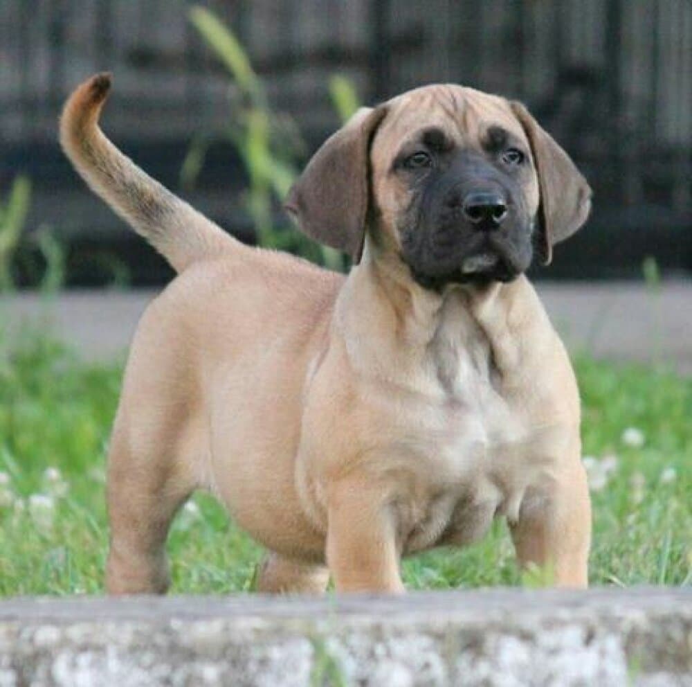 BOSS BULL CANARIO XANDRIA 1