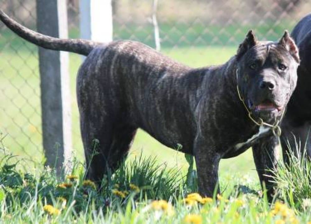 BOSS BULL CANARIO SHERRY 1