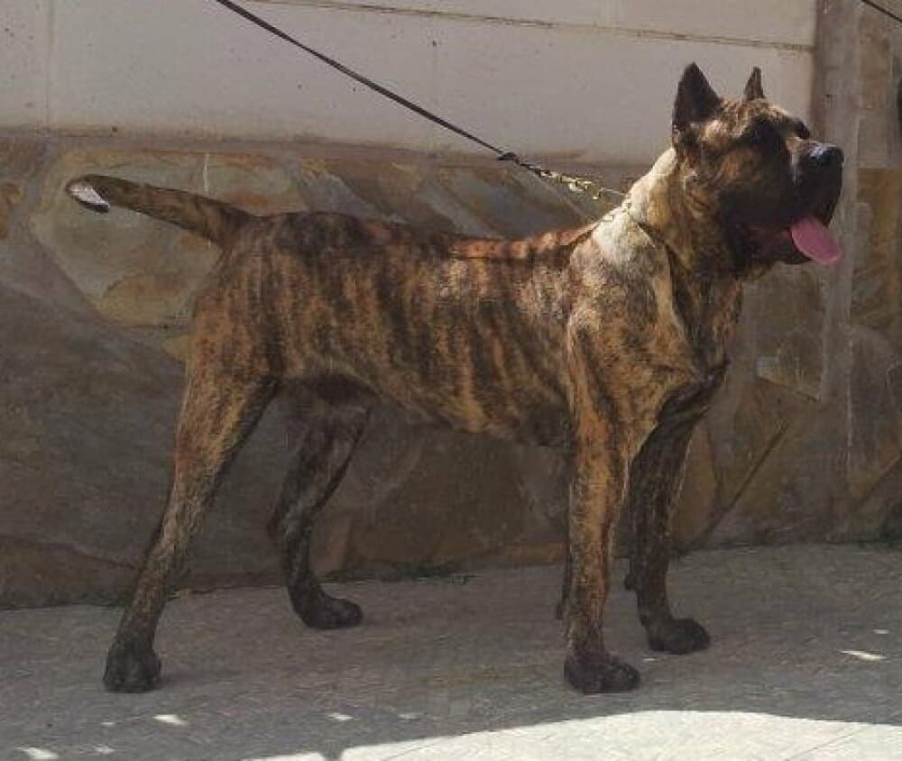 ZEUS DE BREVIERCAN 1
