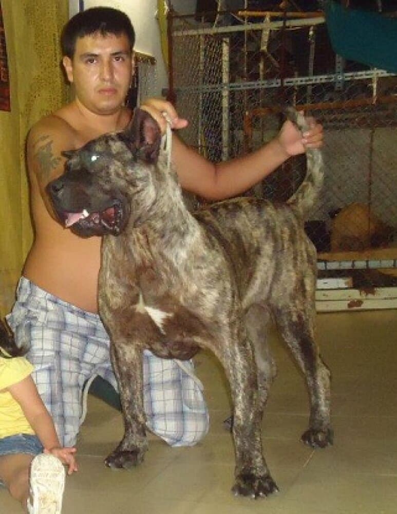 ABDEL 1