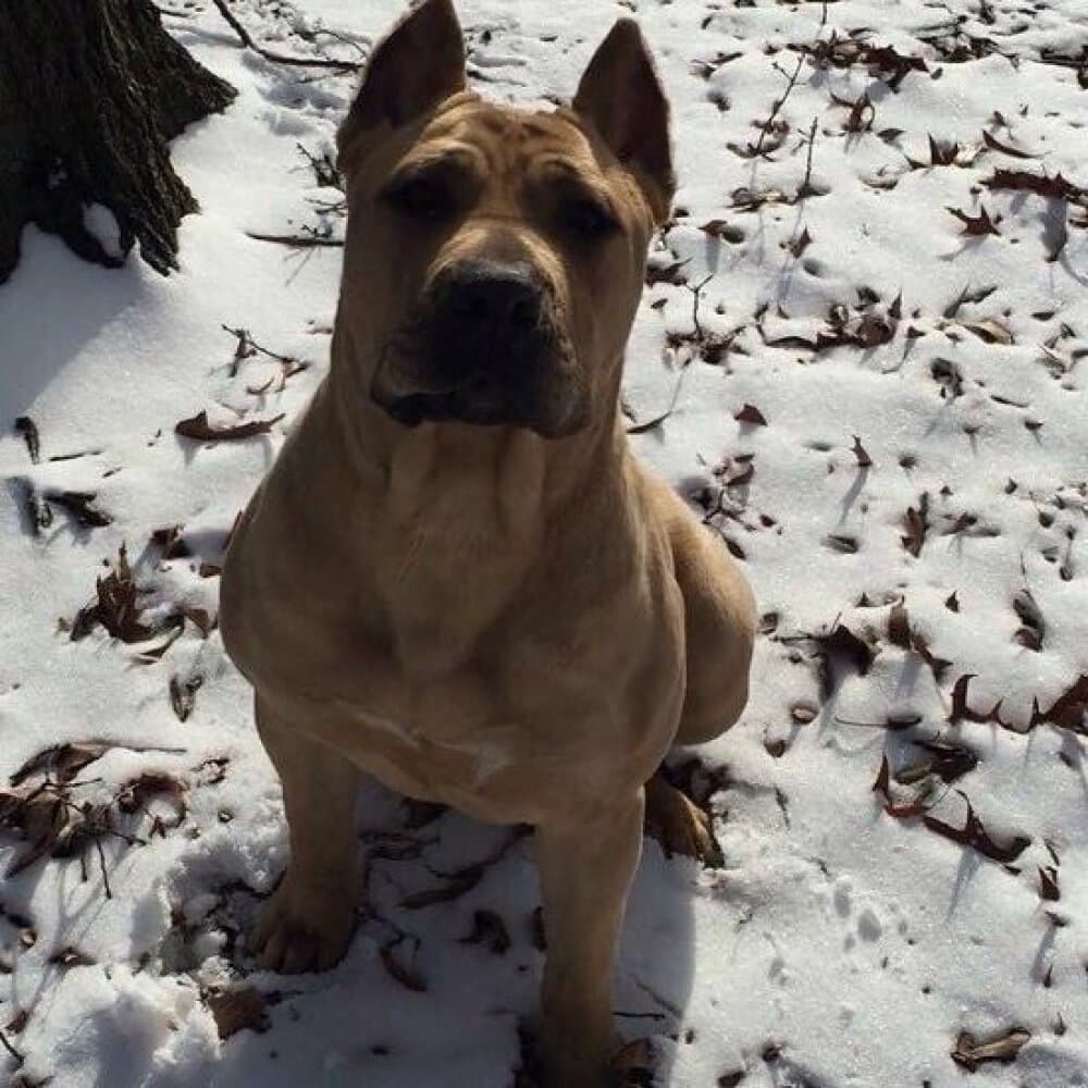 HOUSTON'S NALA 1