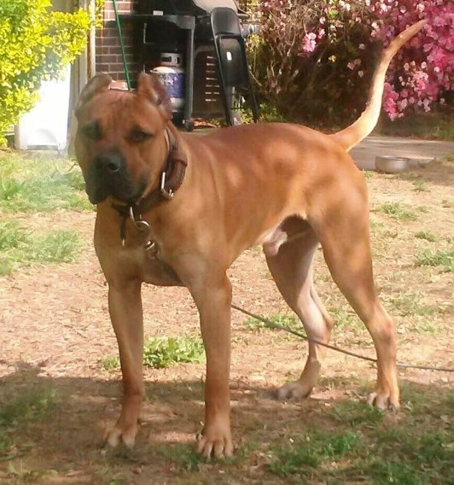 ARON DE CABEZA GRANDE 1
