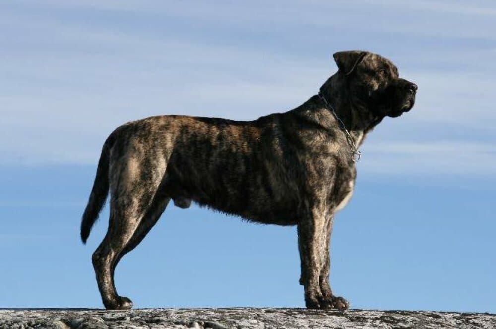 BALCO K9 MADNESS 1
