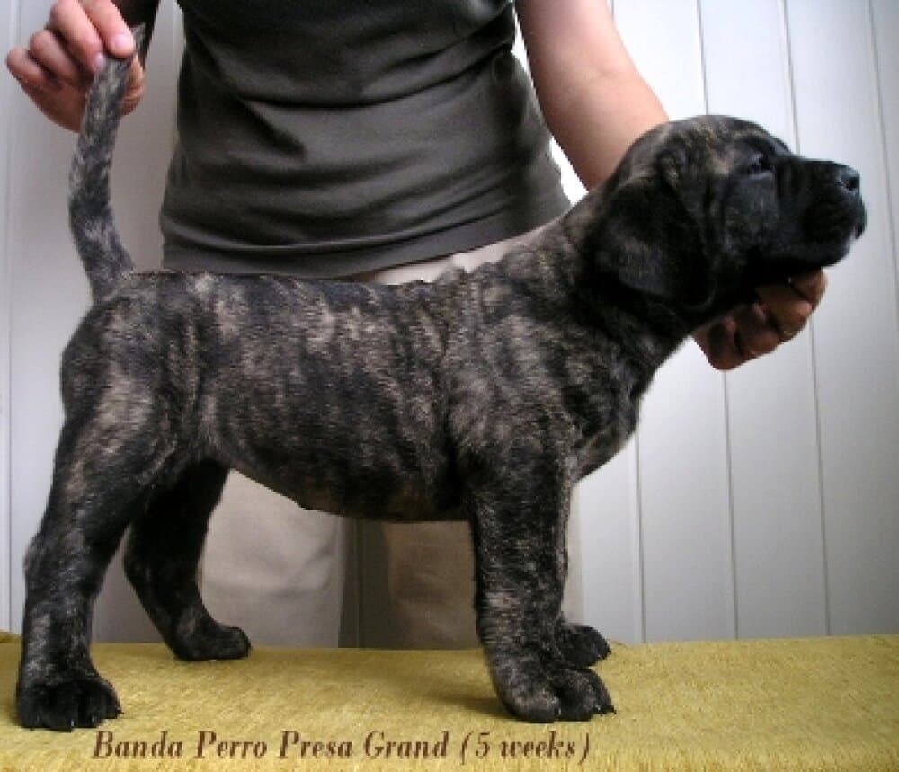 BANDA PERRO PRESA GRAND 1