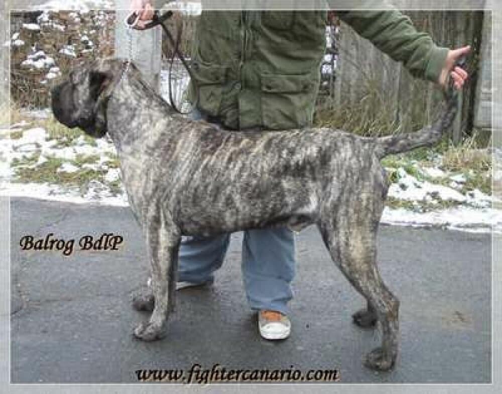 BALROG BALUARTE DE LOS PERROS 1