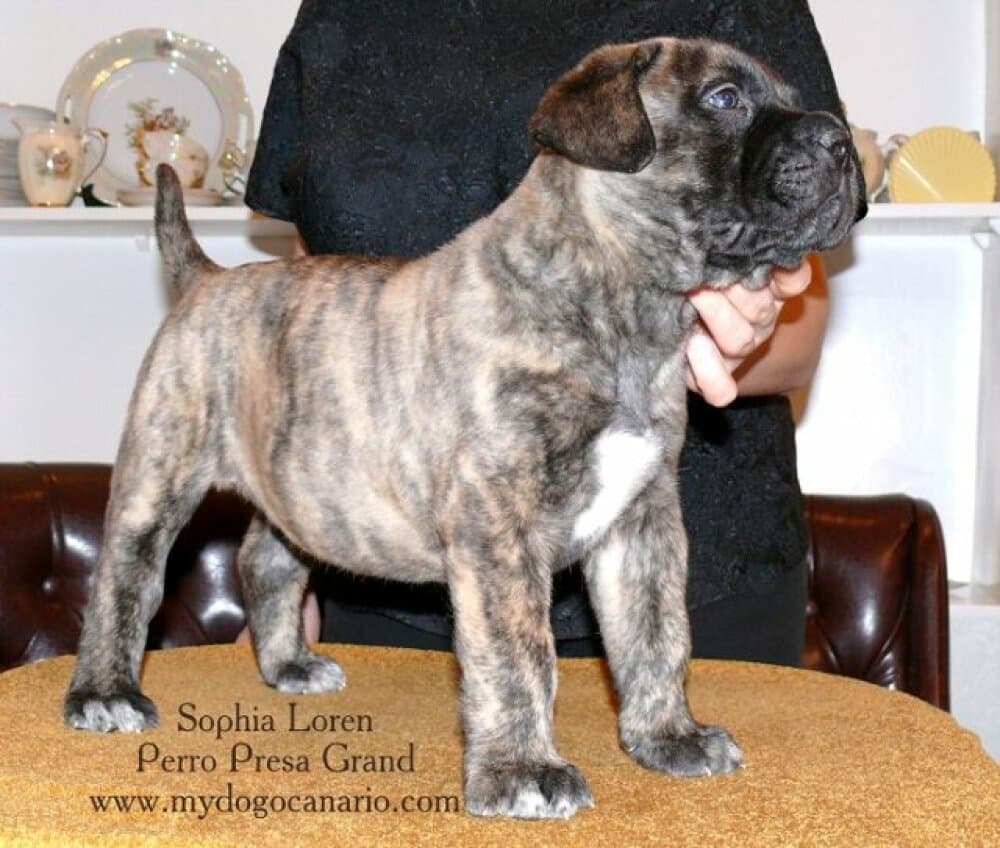 SOPHIA PERRO PRESA GRAND 1