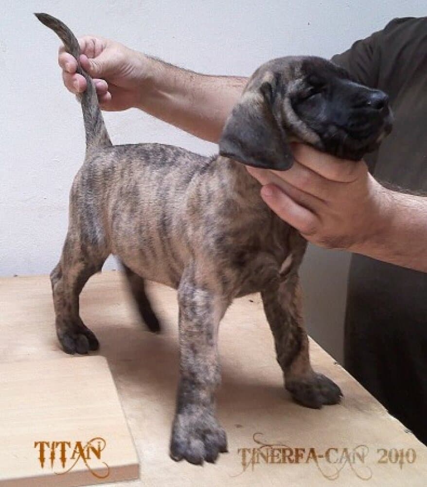TITAN DE TINERFA-CAN 1
