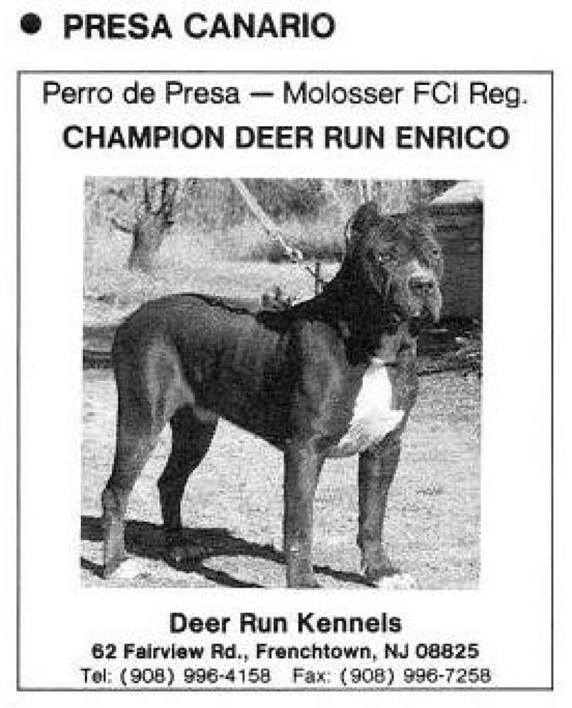 DEER RUN ENRICO 1