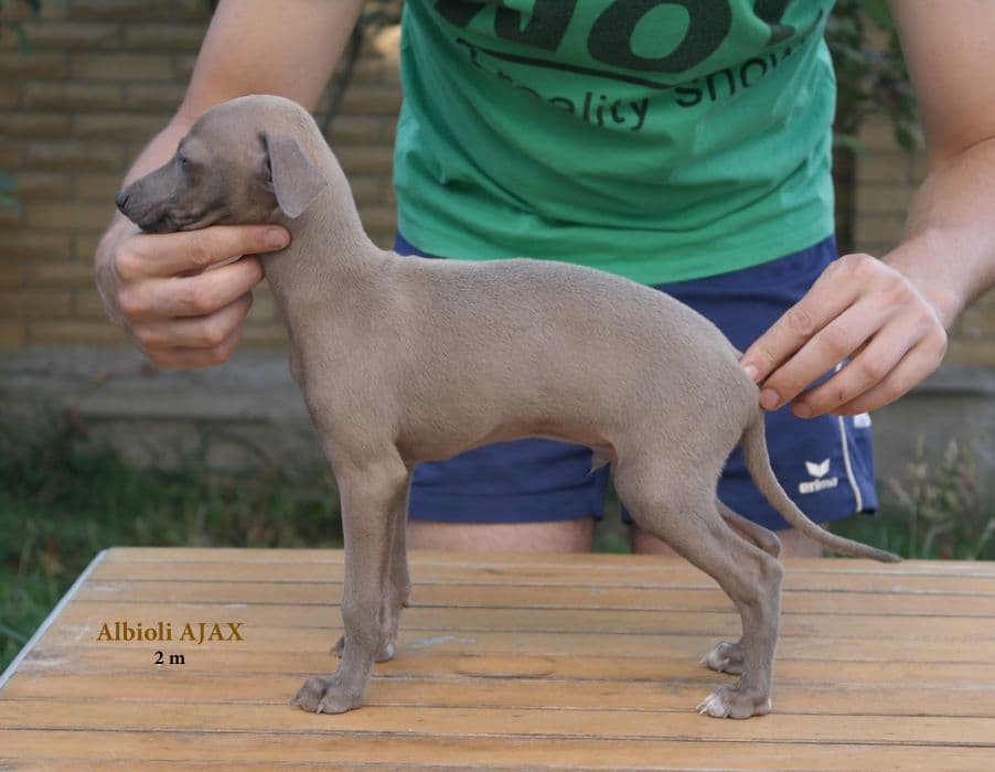 Albioli Ajax 1
