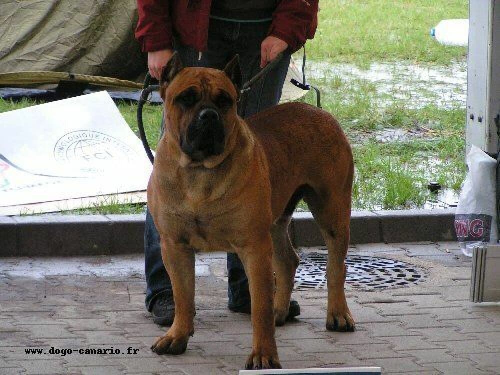 NUK DE BARNACAN BULL (SONNY, NUC) 1